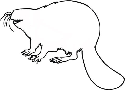 Beaver Outline  Coloring Page